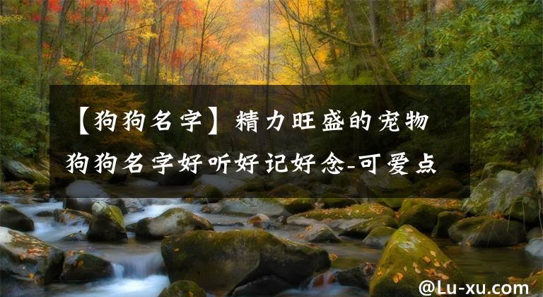 【狗狗名字】精力旺盛的寵物狗狗名字好聽好記好念-可愛點(diǎn)