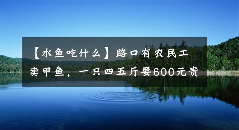 【水魚吃什么】路口有農民工賣甲魚，一只四五斤要600元貴嗎，是野生的嗎？