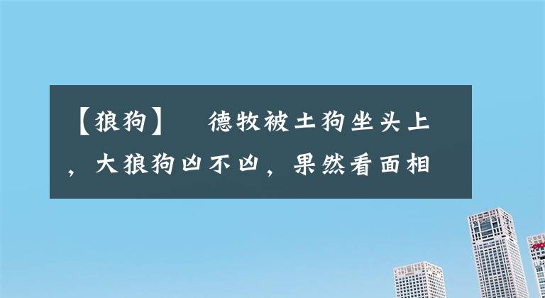 【狼狗】?德牧被土狗坐頭上，大狼狗兇不兇，果然看面相就知道