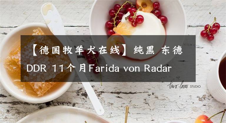 【德國(guó)牧羊犬在線】純黑 東德DDR 11個(gè)月Farida von Radar工作系的德國(guó)牧羊犬