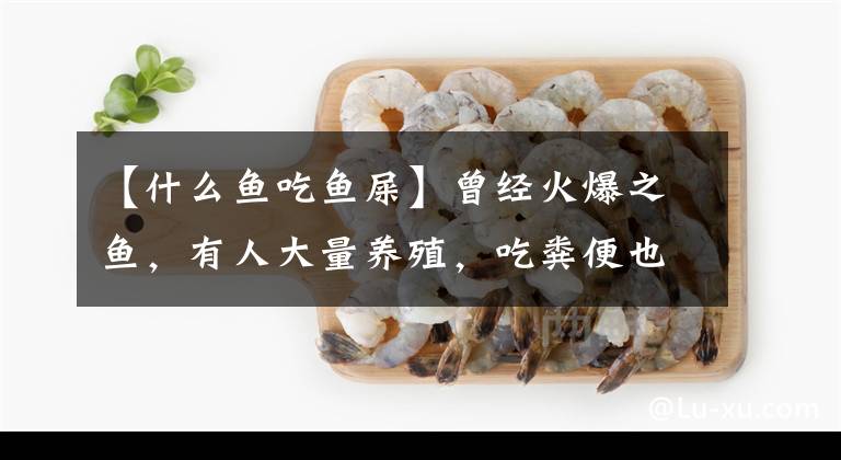 【什么魚吃魚屎】曾經(jīng)火爆之魚，有人大量養(yǎng)殖，吃糞便也能長(zhǎng)大，如今遭人嫌“棄”