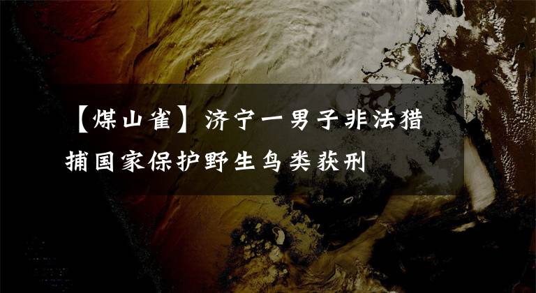 【煤山雀】濟寧一男子非法獵捕國家保護野生鳥類獲刑