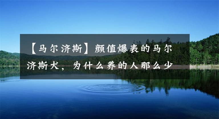 【馬爾濟斯】顏值爆表的馬爾濟斯犬，為什么養(yǎng)的人那么少？理由竟是這些