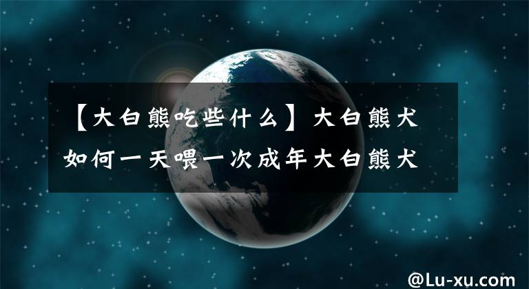 【大白熊吃些什么】大白熊犬如何一天喂一次成年大白熊犬？