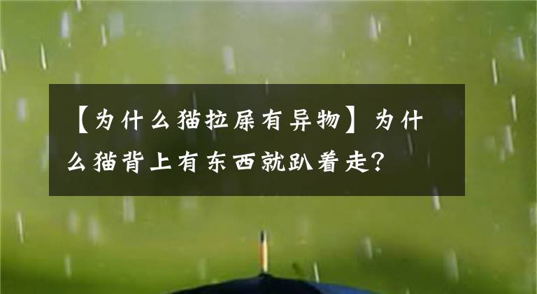 【為什么貓拉屎有異物】為什么貓背上有東西就趴著走？