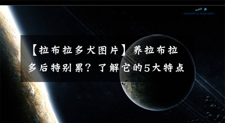 【拉布拉多犬圖片】養(yǎng)拉布拉多后特別累？了解它的5大特點，養(yǎng)狗不踩坑