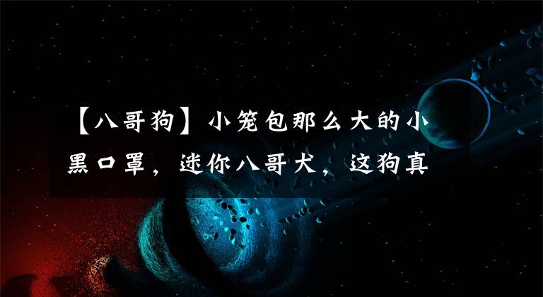 【八哥狗】小籠包那么大的小黑口罩，迷你八哥犬，這狗真是萌上天了！