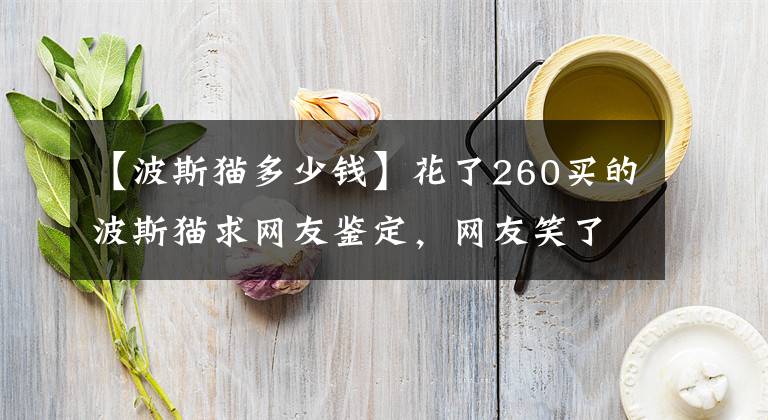 【波斯貓多少錢】花了260買的波斯貓求網(wǎng)友鑒定，網(wǎng)友笑了