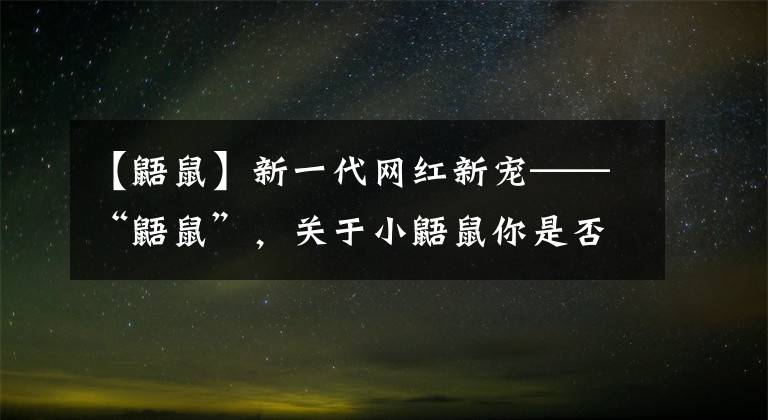 【鼯鼠】新一代網(wǎng)紅新寵——“鼯鼠”，關(guān)于小鼯鼠你是否有很多問號(hào)