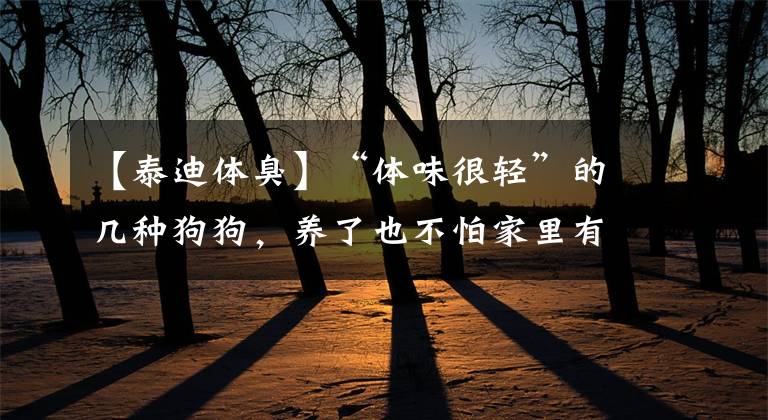 【泰迪體臭】“體味很輕”的幾種狗狗，養(yǎng)了也不怕家里有狗臭