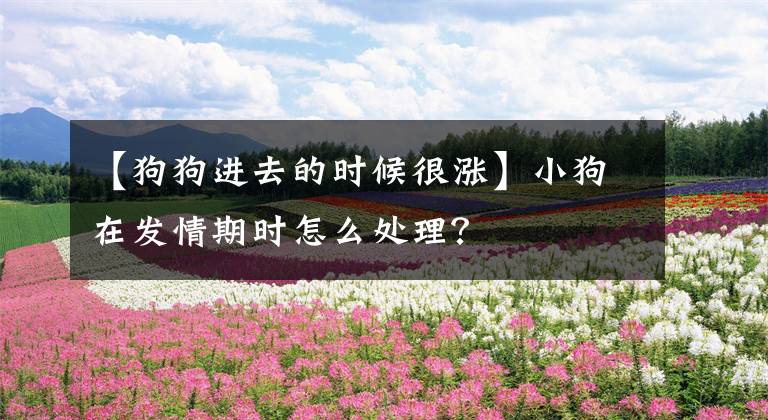 【狗狗進去的時候很漲】小狗在發(fā)情期時怎么處理？