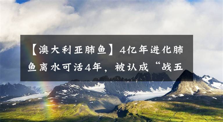 【澳大利亞肺魚】4億年進(jìn)化肺魚離水可活4年，被認(rèn)成“戰(zhàn)五渣”，其實(shí)能長(zhǎng)到1米多