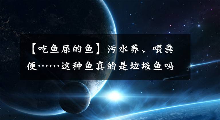 【吃魚屎的魚】污水養(yǎng)、喂糞便……這種魚真的是垃圾魚嗎？真相來了