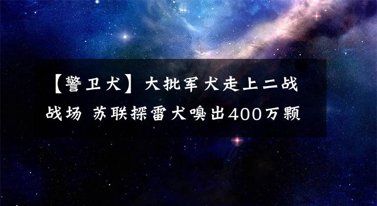 【警衛(wèi)犬】大批軍犬走上二戰(zhàn)戰(zhàn)場 蘇聯(lián)探雷犬嗅出400萬顆地雷