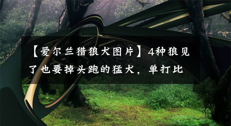 【愛爾蘭獵狼犬圖片】4種狼見了也要掉頭跑的猛犬，單打比特犬不是事，其中一種在中國