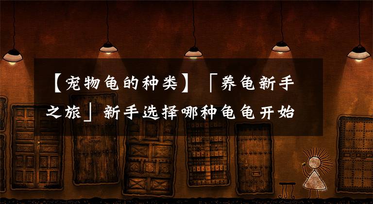 【寵物龜?shù)姆N類】「養(yǎng)龜新手之旅」新手選擇哪種龜龜開(kāi)始養(yǎng)容易找到自信呢？