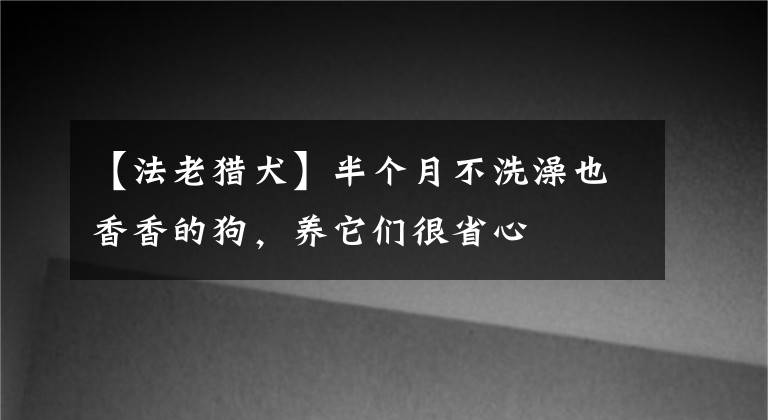 【法老獵犬】半個月不洗澡也香香的狗，養(yǎng)它們很省心