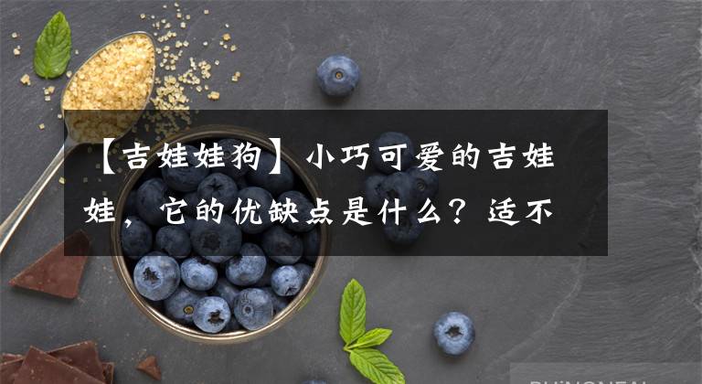 【吉娃娃狗】小巧可愛的吉娃娃，它的優(yōu)缺點(diǎn)是什么？適不適合新手養(yǎng)