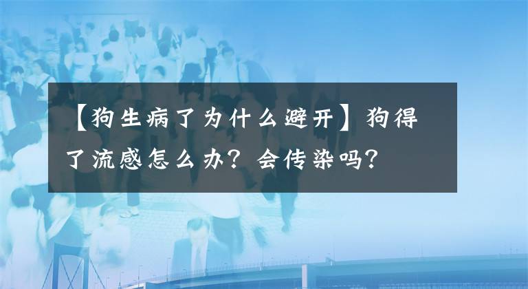 【狗生病了為什么避開(kāi)】狗得了流感怎么辦？會(huì)傳染嗎？