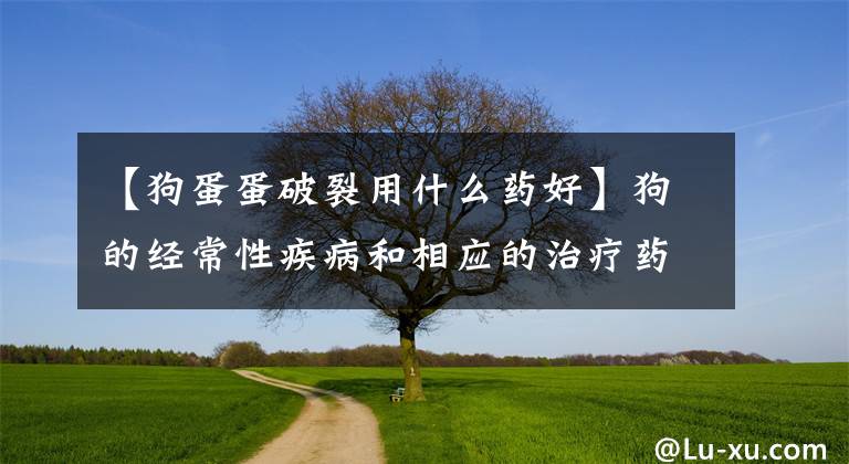 【狗蛋蛋破裂用什么藥好】狗的經(jīng)常性疾病和相應(yīng)的治療藥物值得收藏。