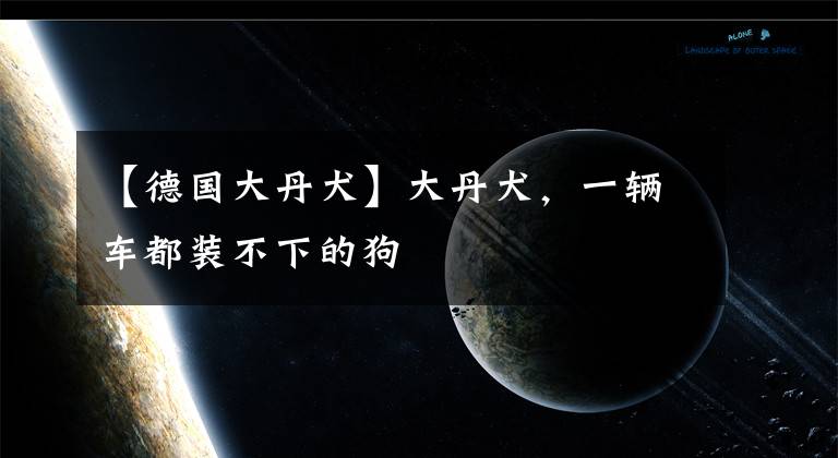 【德國(guó)大丹犬】大丹犬，一輛車都裝不下的狗