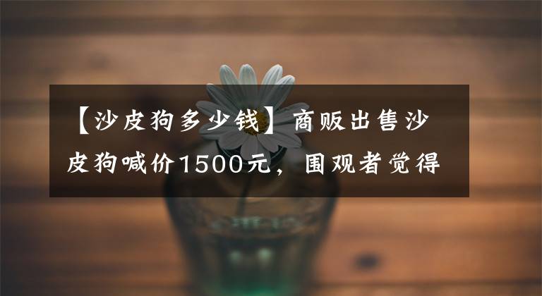 【沙皮狗多少錢】商販出售沙皮狗喊價1500元，圍觀者覺得就是癩皮狗不值錢！