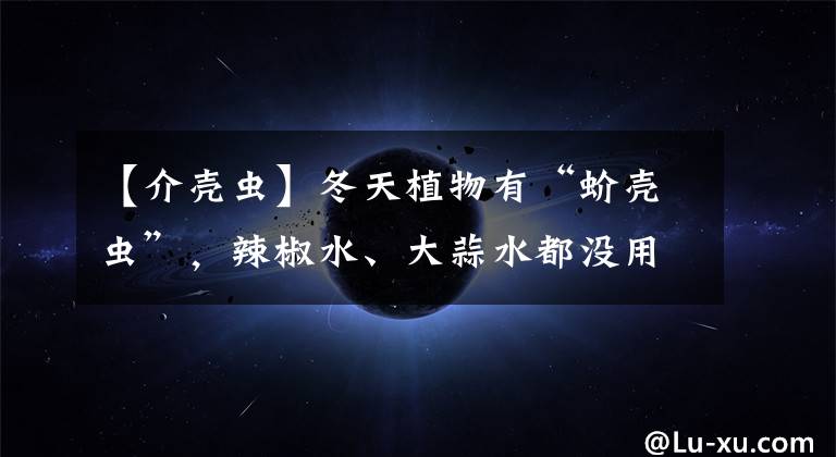 【介殼蟲】冬天植物有“蚧殼蟲”，辣椒水、大蒜水都沒用，有效方法只有1個(gè)