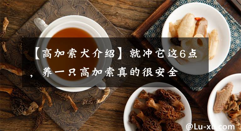 【高加索犬介紹】就沖它這6點(diǎn)，養(yǎng)一只高加索真的很安全