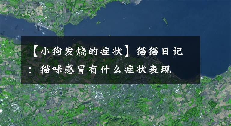 【小狗發(fā)燒的癥狀】貓貓日記：貓咪感冒有什么癥狀表現(xiàn)