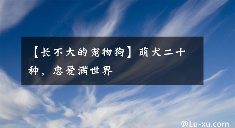 【長不大的寵物狗】萌犬二十種，忠愛滿世界