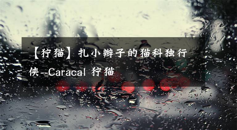 【獰貓】扎小辮子的貓科獨(dú)行俠--Caracal 獰貓