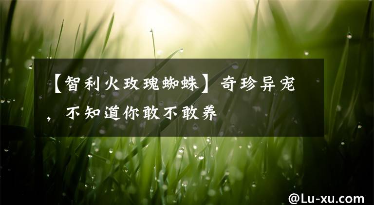 【智利火玫瑰蜘蛛】奇珍異寵，不知道你敢不敢養(yǎng)