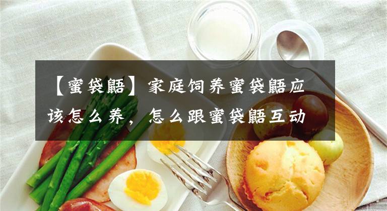 【蜜袋鼯】家庭飼養(yǎng)蜜袋鼯應該怎么養(yǎng)，怎么跟蜜袋鼯互動