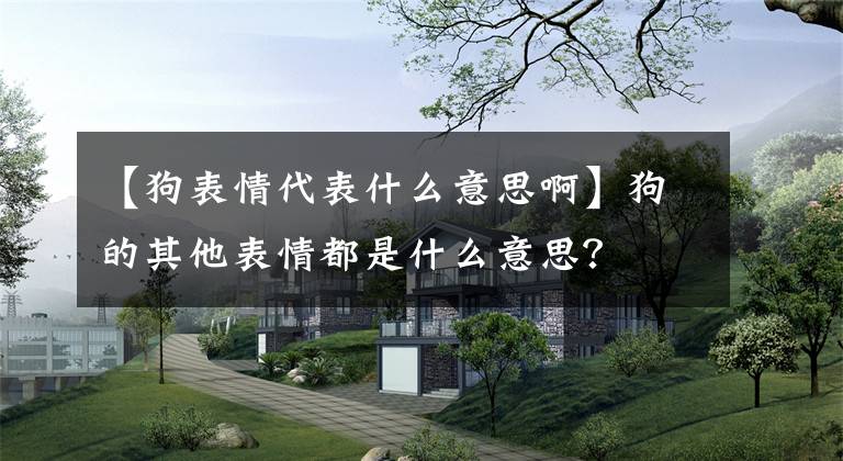 【狗表情代表什么意思啊】狗的其他表情都是什么意思？