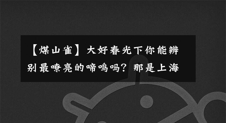 【煤山雀】大好春光下你能辨別最嘹亮的啼鳴嗎？那是上海留鳥大山雀在“叫春”