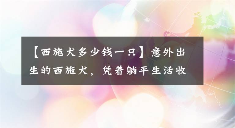 【西施犬多少錢一只】意外出生的西施犬，憑著躺平生活收獲40萬粉絲，人見人愛令人羨慕