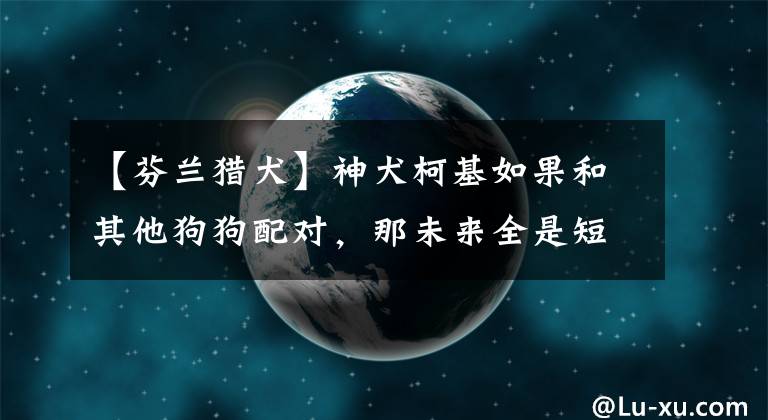 【芬蘭獵犬】神犬柯基如果和其他狗狗配對，那未來全是短腿狗了，二哈柯基最逗