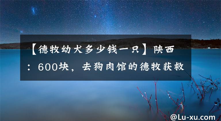 【德牧幼犬多少錢一只】陜西：600塊，去狗肉館的德牧獲救，可嘆忠誠狗狗，還想討好主人