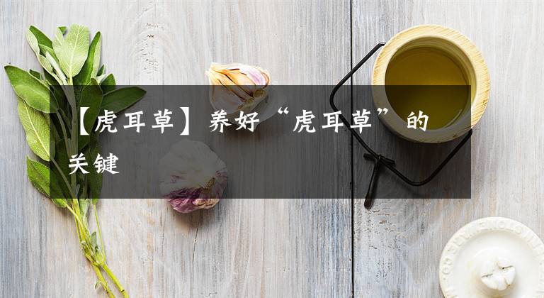 【虎耳草】養(yǎng)好“虎耳草”的關(guān)鍵