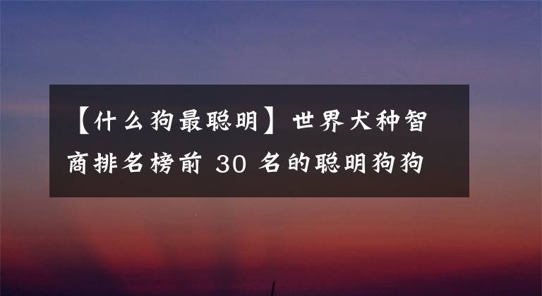 【什么狗最聰明】世界犬種智商排名榜前 30 名的聰明狗狗