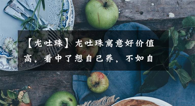 【龍吐珠】龍吐珠寓意好價(jià)值高，看中了想自己養(yǎng)，不如自己扦插變出一盆