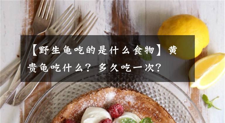 【野生龜吃的是什么食物】黃貴龜吃什么？多久吃一次？