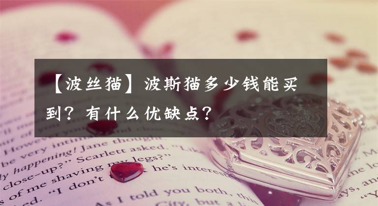 【波絲貓】波斯貓多少錢能買到？有什么優(yōu)缺點(diǎn)？