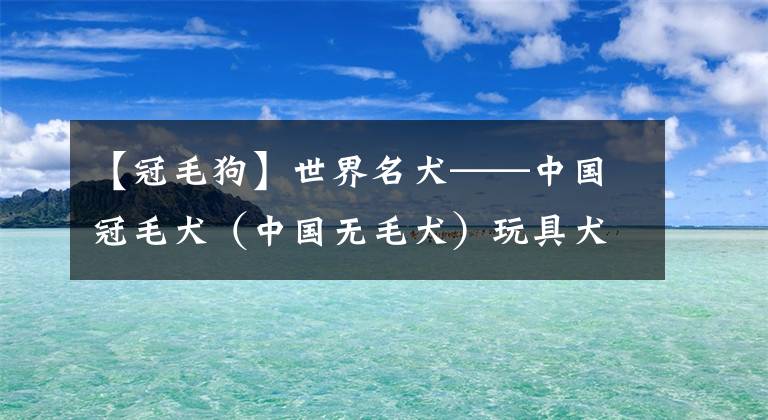 【冠毛狗】世界名犬——中國冠毛犬（中國無毛犬）玩具犬類