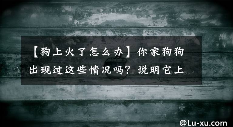 【狗上火了怎么辦】你家狗狗出現(xiàn)過(guò)這些情況嗎？說(shuō)明它上火了，幾個(gè)妙招完美解決