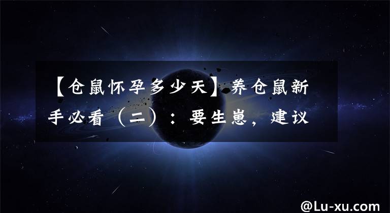 【倉(cāng)鼠懷孕多少天】養(yǎng)倉(cāng)鼠新手必看（二）：要生崽，建議收藏哦