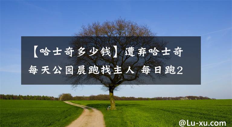 【哈士奇多少錢】遭棄哈士奇每天公園晨跑找主人 每日跑20多圈至少2個(gè)月了