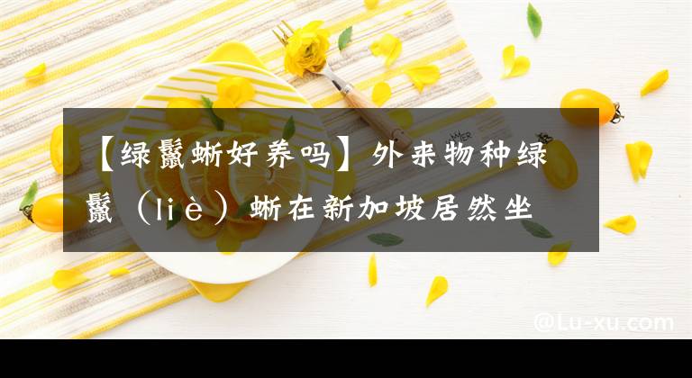 【綠鬣蜥好養(yǎng)嗎】外來物種綠鬣（liè）蜥在新加坡居然坐“霸王車”