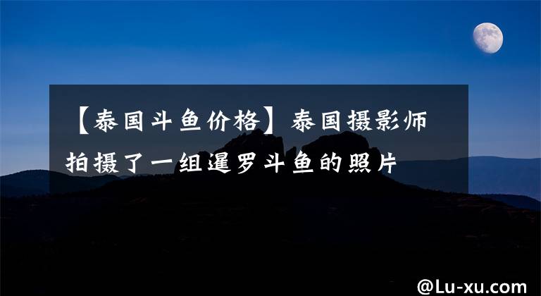 【泰國(guó)斗魚(yú)價(jià)格】泰國(guó)攝影師拍攝了一組暹羅斗魚(yú)的照片