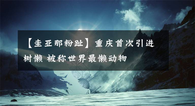 【圭亞那粉趾】重慶首次引進樹懶 被稱世界最懶動物